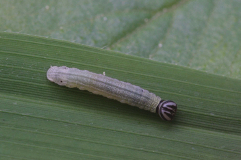 Clouded Skipper
caterpillar